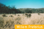 Willem Pretorius N.R.