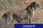 Leopard