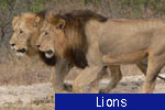 Lions